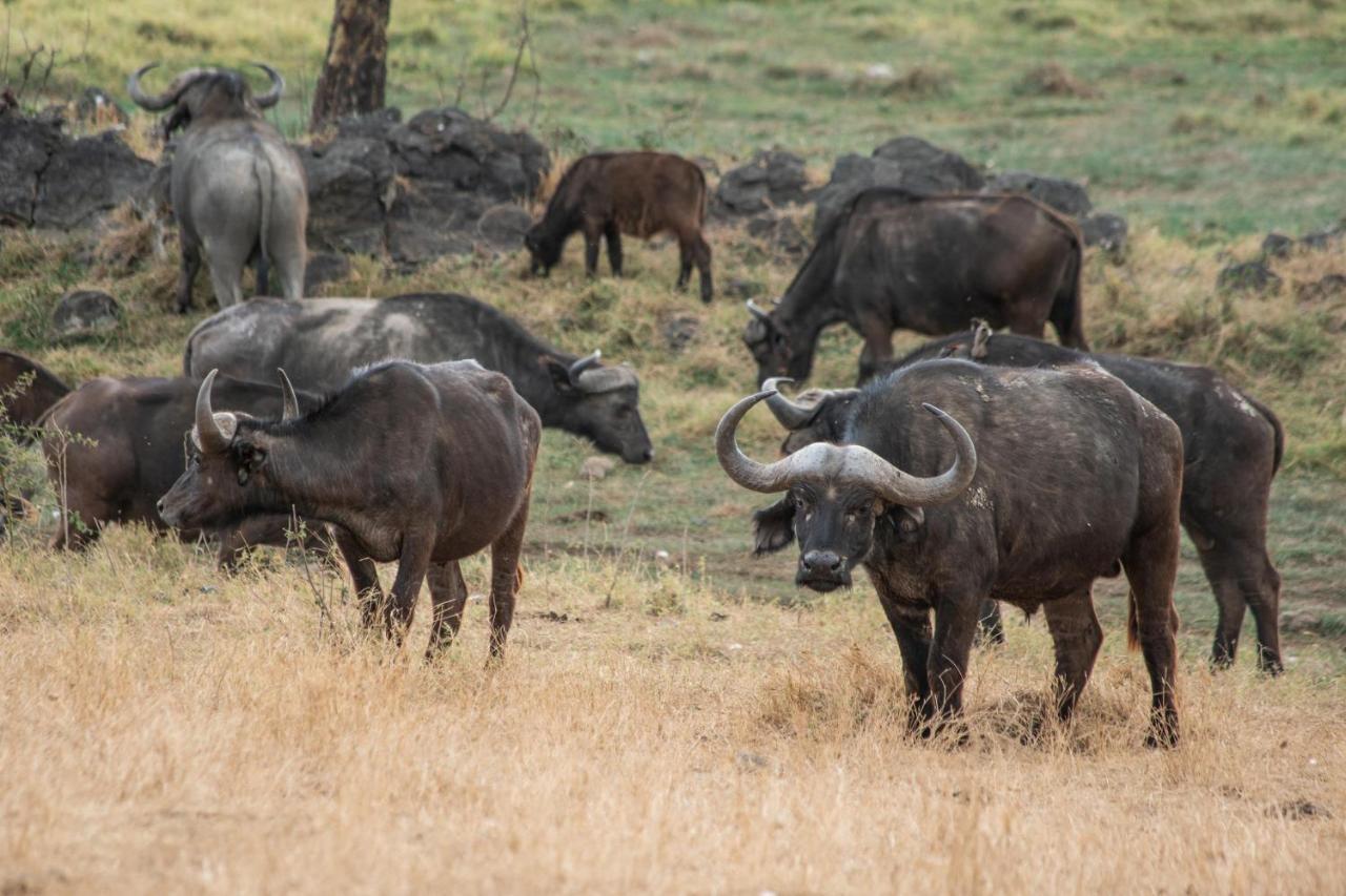 Sarova Lion Hill Game Lodge Nakuru Dış mekan fotoğraf