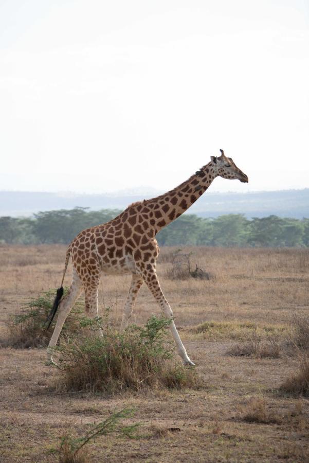 Sarova Lion Hill Game Lodge Nakuru Dış mekan fotoğraf