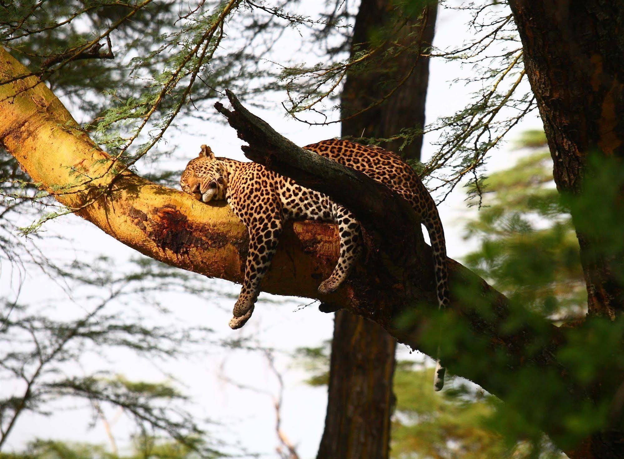 Sarova Lion Hill Game Lodge Nakuru Dış mekan fotoğraf