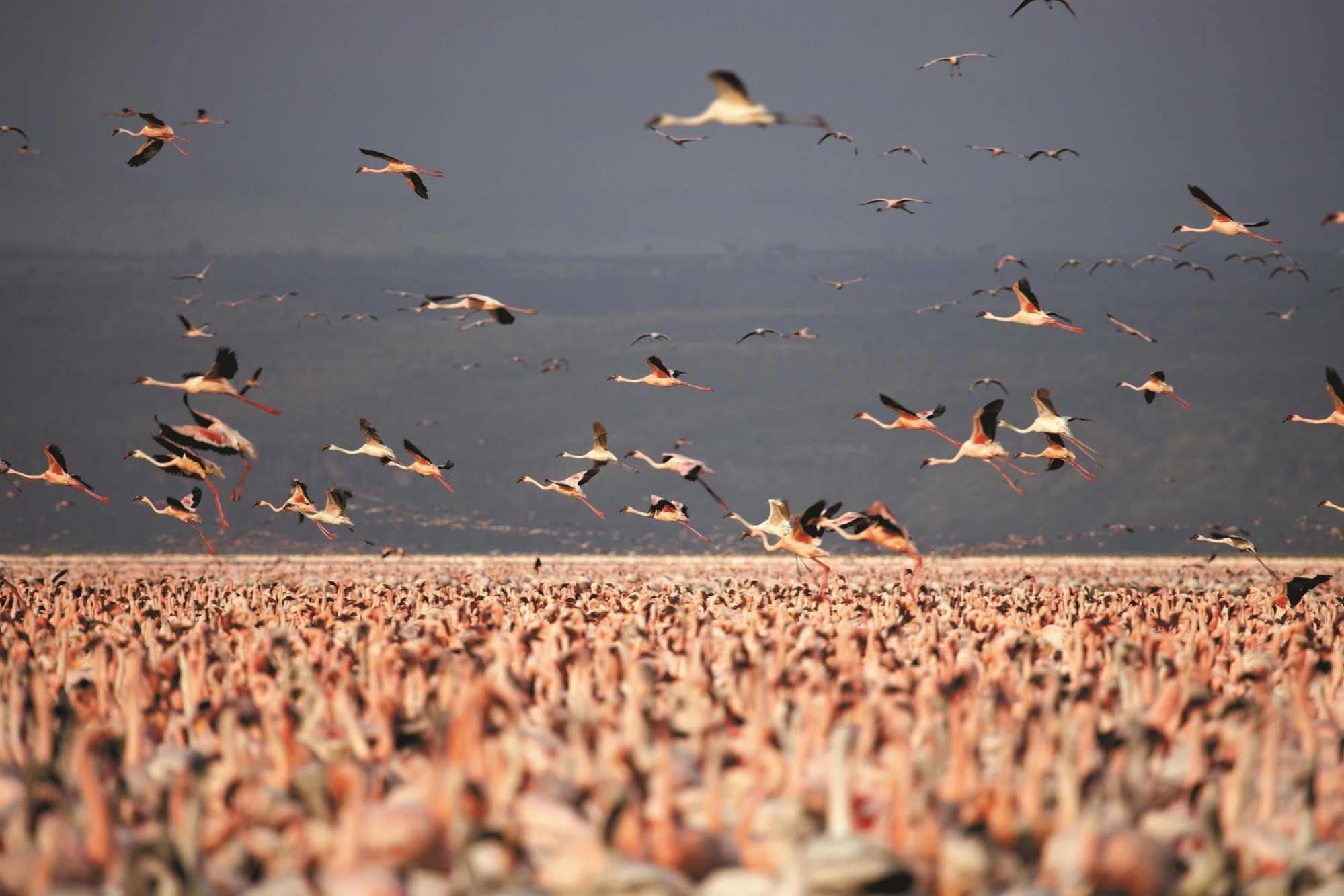 Sarova Lion Hill Game Lodge Nakuru Dış mekan fotoğraf